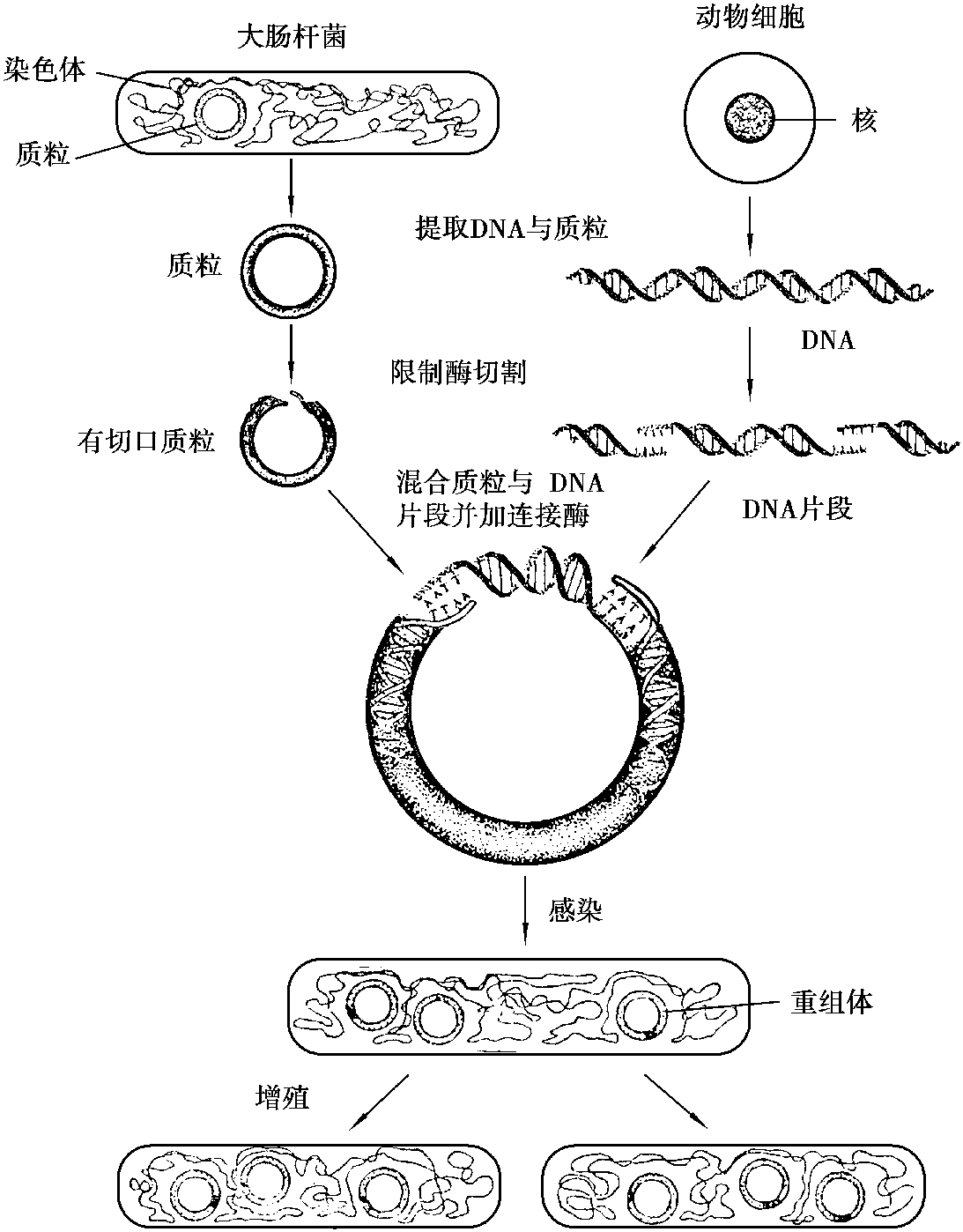 2.4 基因工程